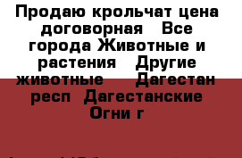 Продаю крольчат цена договорная - Все города Животные и растения » Другие животные   . Дагестан респ.,Дагестанские Огни г.